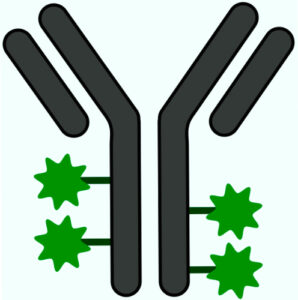 ANTIBODY